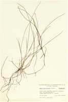 藏品(薹屬)的圖片